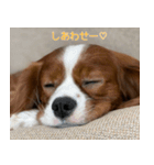 かんべるびー その1（個別スタンプ：7）