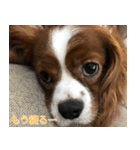 かんべるびー その1（個別スタンプ：10）