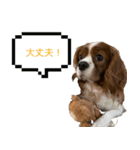 かんべるびー その1（個別スタンプ：11）