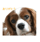 かんべるびー その1（個別スタンプ：12）