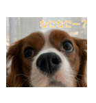 かんべるびー その1（個別スタンプ：14）