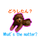 トイプードルスタンプ2（個別スタンプ：13）
