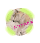 ジュジュワンコの気持ち（個別スタンプ：15）