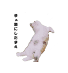 猫の凛様（個別スタンプ：1）