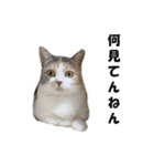 猫の凛様（個別スタンプ：3）