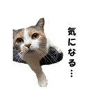 猫の凛様（個別スタンプ：5）