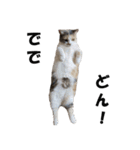 猫の凛様（個別スタンプ：6）