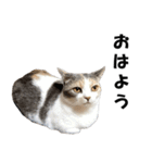 猫の凛様（個別スタンプ：7）