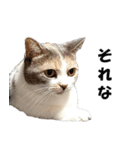 猫の凛様（個別スタンプ：8）