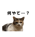 猫の凛様（個別スタンプ：9）