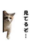 猫の凛様（個別スタンプ：10）