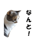 猫の凛様（個別スタンプ：11）