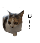 猫の凛様（個別スタンプ：13）