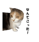 猫の凛様（個別スタンプ：15）