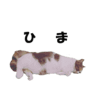 猫の凛様（個別スタンプ：19）