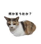 猫の凛様（個別スタンプ：20）