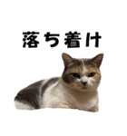 猫の凛様（個別スタンプ：21）