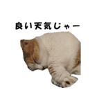 猫の凛様（個別スタンプ：22）