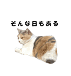 猫の凛様（個別スタンプ：23）