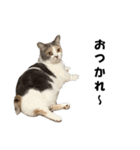 猫の凛様（個別スタンプ：24）