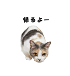 猫の凛様（個別スタンプ：25）