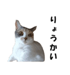 猫の凛様（個別スタンプ：26）