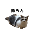 猫の凛様（個別スタンプ：27）