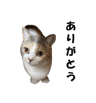 猫の凛様（個別スタンプ：29）