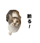猫の凛様（個別スタンプ：30）