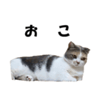 猫の凛様（個別スタンプ：31）
