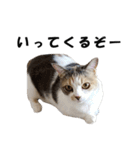猫の凛様（個別スタンプ：33）
