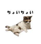 猫の凛様（個別スタンプ：34）