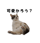 猫の凛様（個別スタンプ：35）