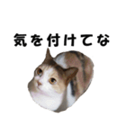 猫の凛様（個別スタンプ：39）