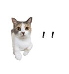 猫の凛様（個別スタンプ：40）