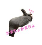 うさぎの気持ち(日常編)☆写真☆ネザー（個別スタンプ：2）