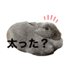 うさぎの気持ち(日常編)☆写真☆ネザー（個別スタンプ：7）