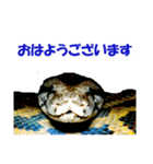 爬虫類のお顔（個別スタンプ：3）