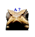 爬虫類のお顔（個別スタンプ：4）