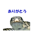 爬虫類のお顔（個別スタンプ：5）