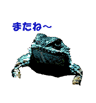 爬虫類のお顔（個別スタンプ：7）