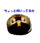 爬虫類のお顔（個別スタンプ：8）