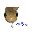 爬虫類のお顔（個別スタンプ：12）