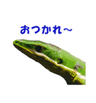 爬虫類のお顔（個別スタンプ：13）