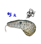 爬虫類のお顔（個別スタンプ：14）