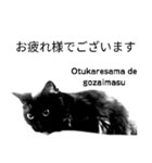 スコティッシュフォールド猫と黒猫の敬語（個別スタンプ：8）