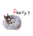 チワワ*Hurley2（個別スタンプ：16）