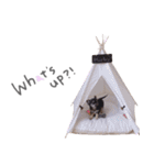 チワワ*Hurley2（個別スタンプ：20）