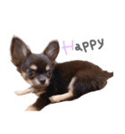 チワワ*Hurley2（個別スタンプ：36）