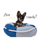 チワワ*Hurley2（個別スタンプ：39）